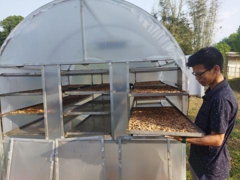 Drying of Turmeric 