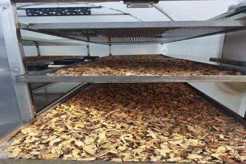 Drying of Turmeric 