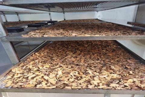 Drying of Turmeric 