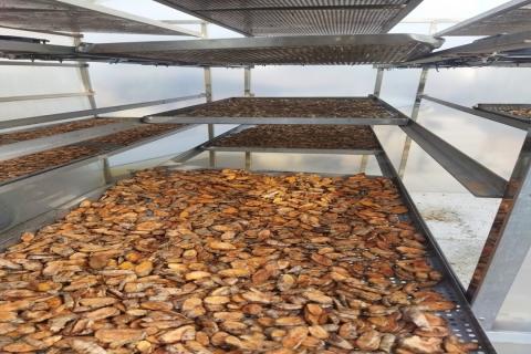 Drying of Turmeric 